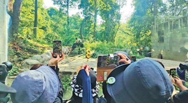 蜀商证券 从东京上野动物园到雅安碧峰峡基地