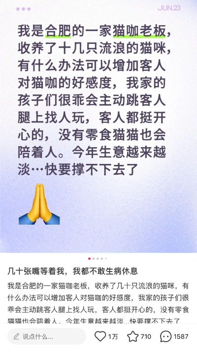 股配所 让流浪猫“打工”赚口粮的猫咖难以为继 店主发帖求助引网友争当“云股东”_大皖新闻 | 安徽网
